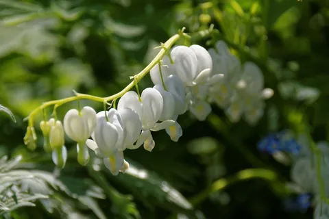 心脏出血,白,开花,花 心脏出血,白,开花,花
