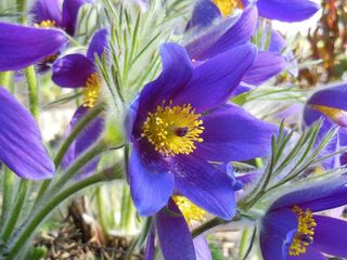 白头翁，花，春，植物群，紫，植物