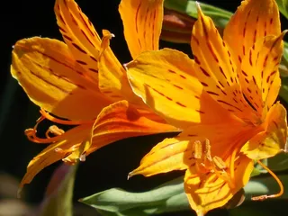 花，百合，白，性质，花的，开花，春天