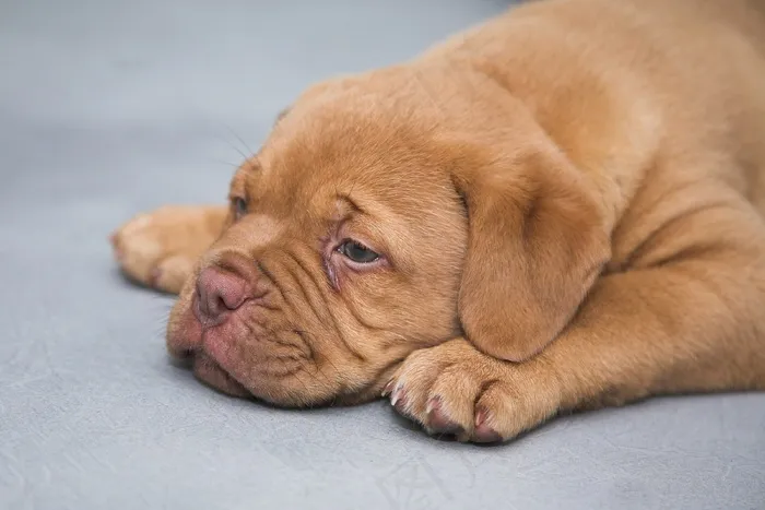 Dogue De Bordeaux，小狗，狗，甜，可爱，睡眠