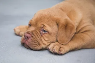Dogue De Bordeaux，小狗，狗，甜，可爱，睡眠