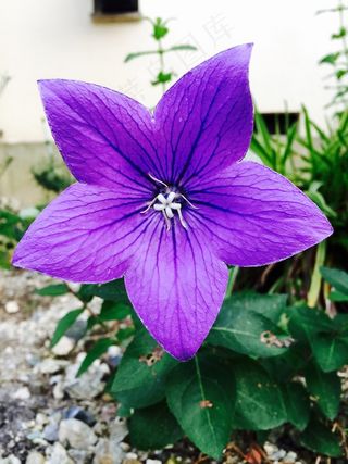 紫丁香花，明星，花园