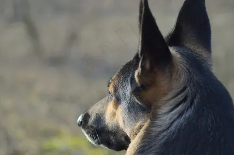 狗,德国牧羊犬,宠物,特写,意见 狗,德国牧羊犬,宠物,特写,意见