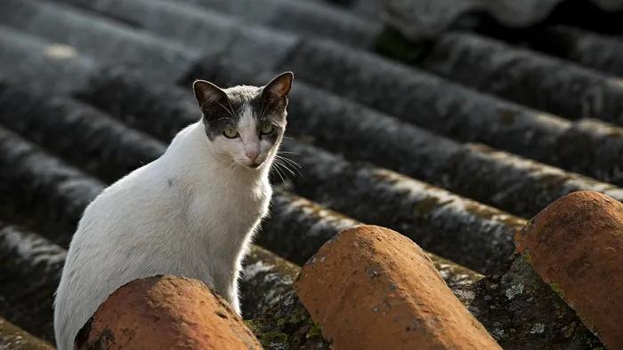 猫，猫的，动物，城市的，家养，屋顶，街
