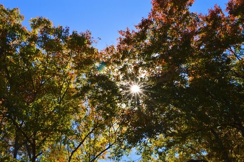 湖，秋天，秋，秋天的树叶，景观，自然