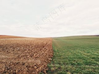 植物,稻田,草地,树,戈壁,田间农业草坪草地