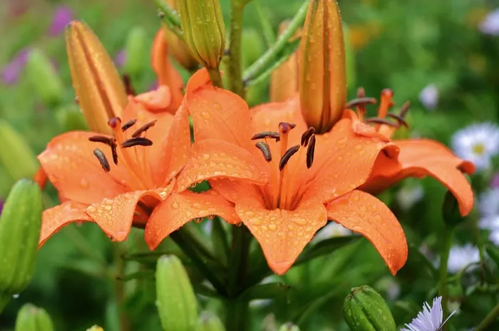 百合，花，花的，自然，百合，春天，植物