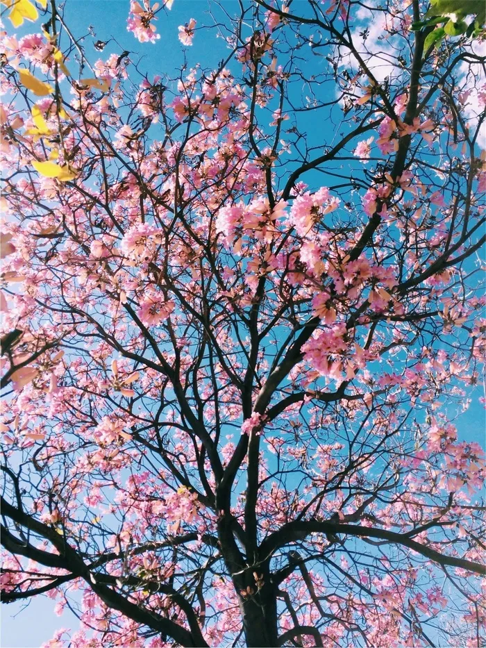 粉红色，花朵，树，分支机构，蓝色，天空