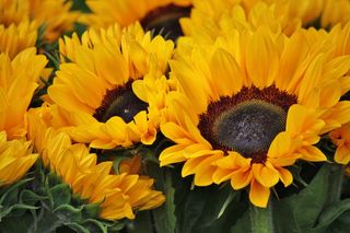 向日葵，鲜花，开花，黄色，植物