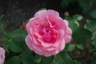 玫瑰，粉红色，花，浪漫，宏，植物，开花