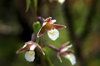 沼泽Helleborine，Epipactis Palustris，兰花