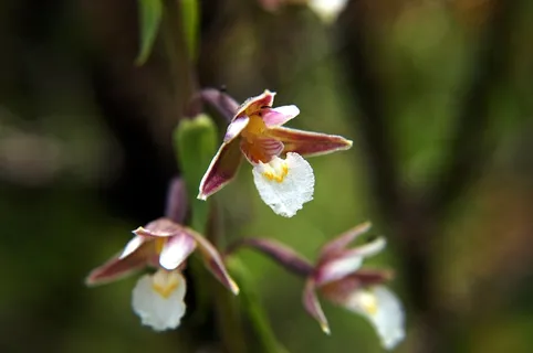 沼泽Helleborine,Epipactis Palustris,兰花 沼泽Helleborine,Epipactis Palustris,兰花