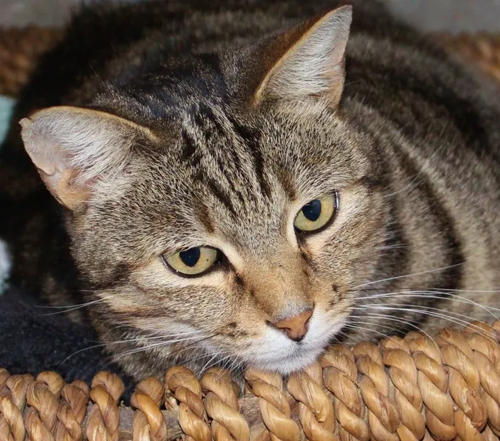 猫，篮子，在家的感觉，舒适，隐藏