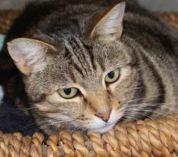 猫，篮子，在家的感觉，舒适，隐藏