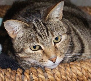 猫，篮子，在家的感觉，舒适，隐藏