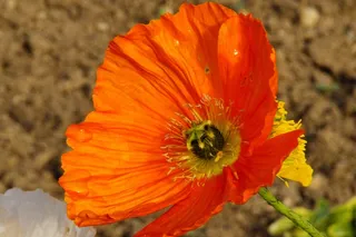 关闭，罂粟，橙色，罂粟花，Muehnblume，嫩