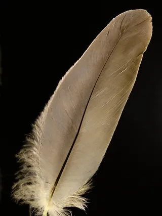 春天，鸟羽毛，动物泉，通风，轻微