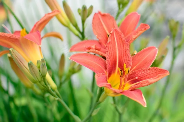 开花，红色，橙色，花，植物，花园