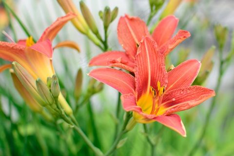 开花，红色，橙色，花，植物，花园