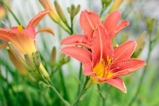 开花，红色，橙色，花，植物，花园