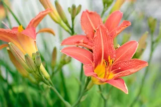 开花，红色，橙色，花，植物，花园