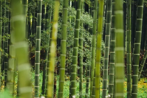 植物,草,竹,森林,环境,增长 植物,草,竹,森林,环境,增长