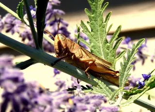 蝉，板球，昆虫，Bug，蝉科，动物区系，叶子