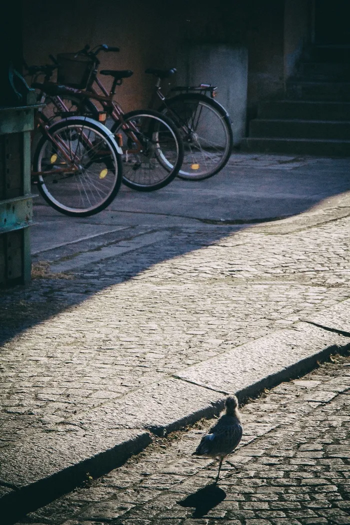 自行车,折叠自行车,山地车,折叠车,运动自行车,行走的海鸥
