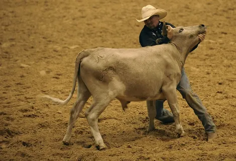 圈地，转向，摔角，牛仔，牛，竞技场