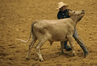 圈地，转向，摔角，牛仔，牛，竞技场