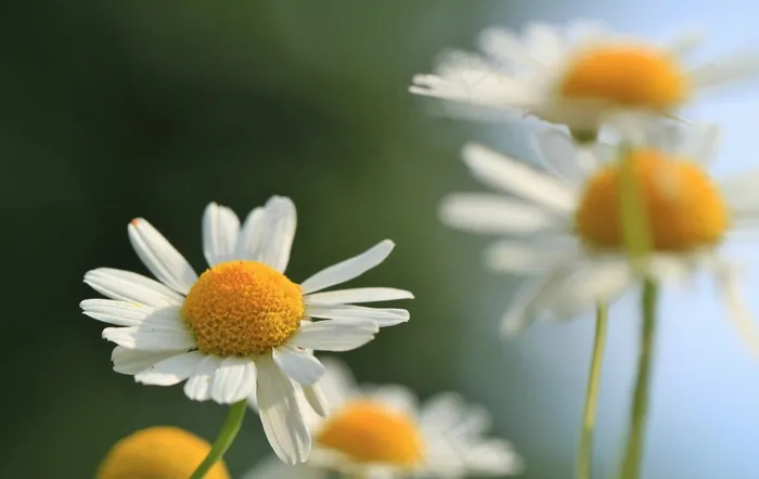 洋甘菊，洋甘菊花，药草