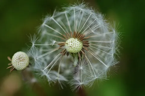 蒲公英,花,植物,白色,绿色,草地,夏天 蒲公英,花,植物,白色,绿色,草地,夏天