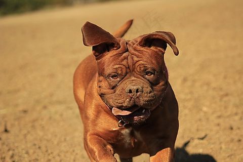 波尔多，德，藏,,狗，藏ast，动物，法语