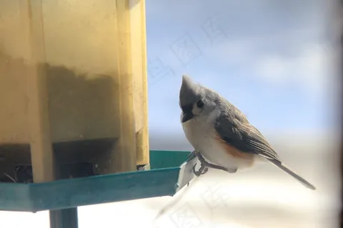 鸟,喂养,动物,可爱,吃,饿,野生 鸟,喂养,动物,可爱,吃,饿,野生