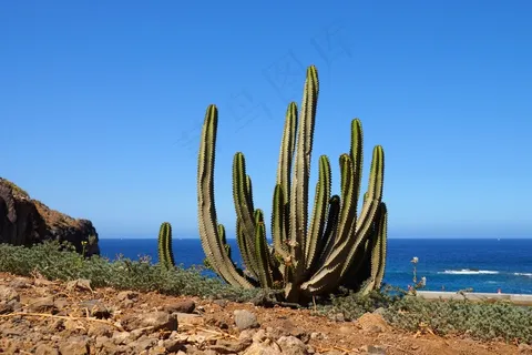 特内里费岛,仙人掌,仙人掌温室,海,天空 特内里费岛,仙人掌,仙人掌温室,海,天空