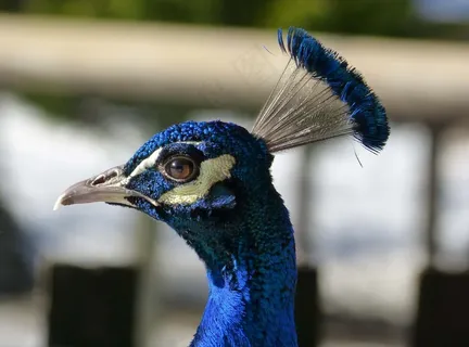 孔雀，动物头，蓝色，鸟，肖像