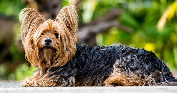 约克夏犬，小猎犬，狗，小狗，毛皮