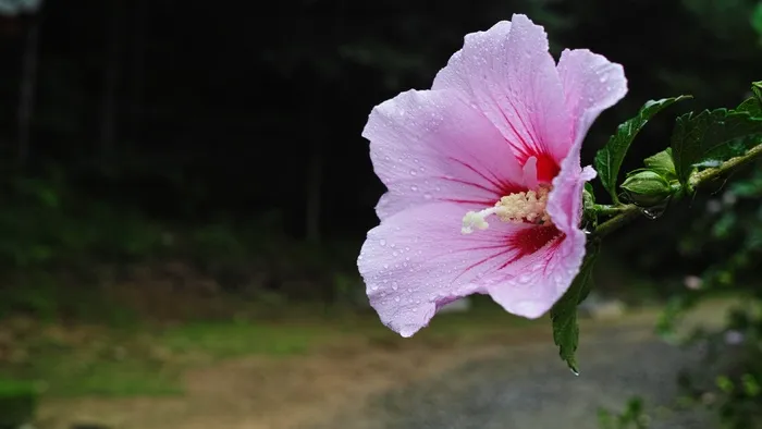 沙龙的玫瑰，花会徽，一个雨天