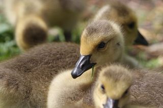 加拿大鹅，鹅，鹅，加拿大鹅，性质