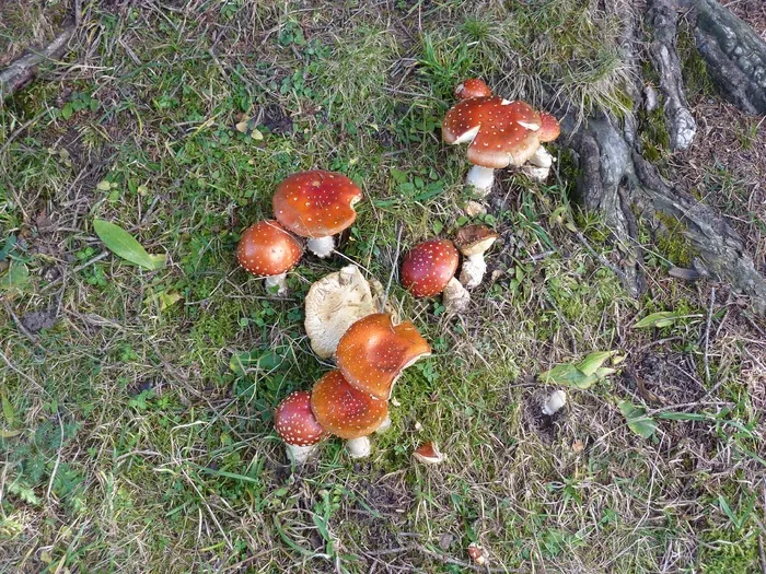 蘑菇，自然，有毒，在秋天，森林