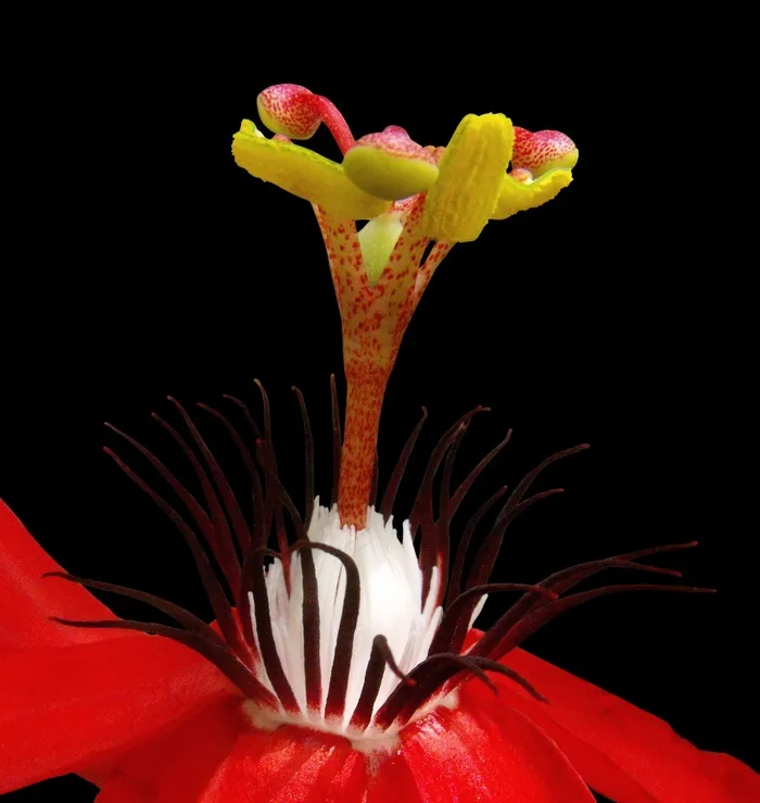 激情花，开花，花，雌蕊，免费