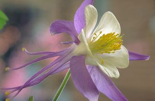 落基山哥伦拜恩，花，花的，盛开