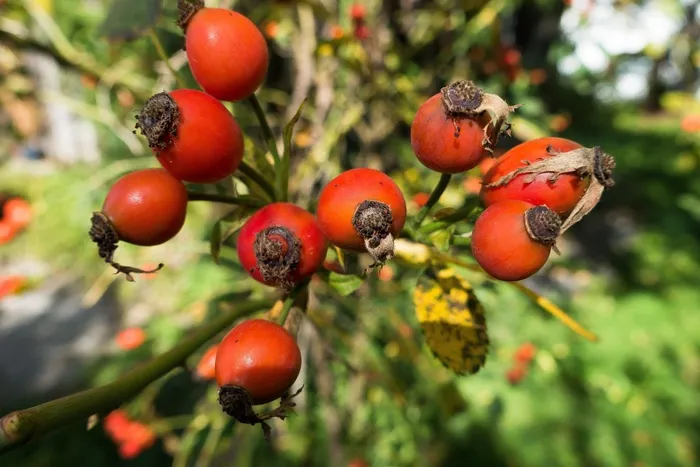 玫瑰果，Rosa Canina，水果，红色，绿色，黄色