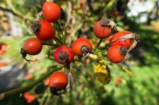 玫瑰果，Rosa Canina，水果，红色，绿色，黄色