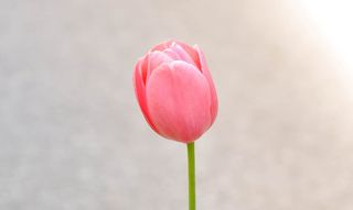 郁金香，花，开花，盛开，粉红色，蜡笔