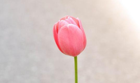 郁金香,花,开花,盛开,粉红色,蜡笔 郁金香,花,开花,盛开,粉红色,蜡笔