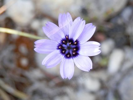 花，自然，春天