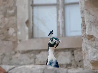 孔雀，鸟，头，动物，羽毛，尾巴，多彩