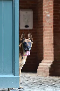 玛利诺犬，门，比利时牧羊犬