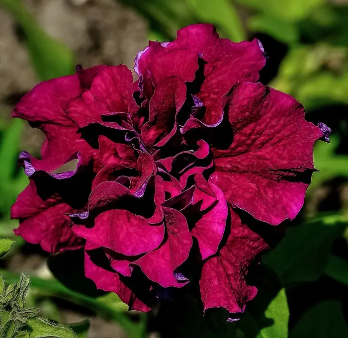 花，紫色，自然，花的，美丽，植物